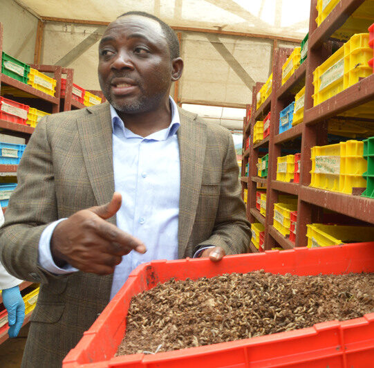 En man i kostym drar fram en låda på en hylla. Däri kryllar det med larver.