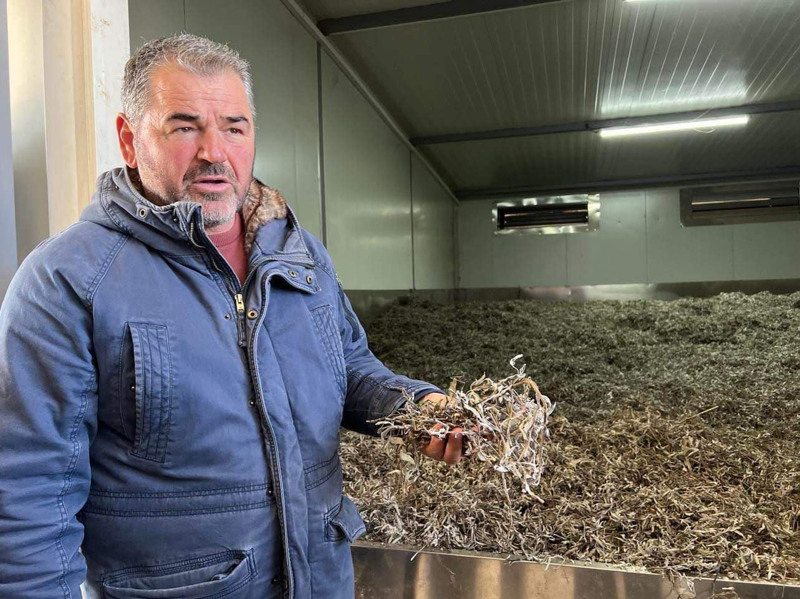 En man i blå jacka håller upp torkad salvia i sin ena hand. Bakom honom ligger mycket torkad salvia i ett rum med lysrör i taket.