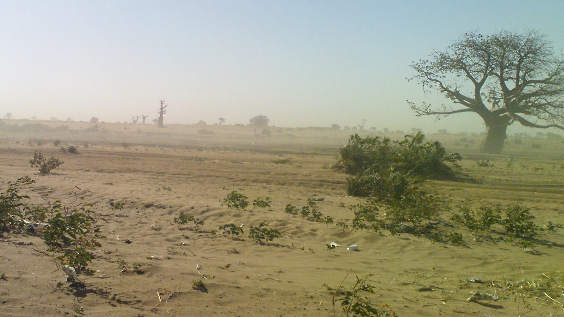 Ett torrt landskap med ett träd i förgrunden.