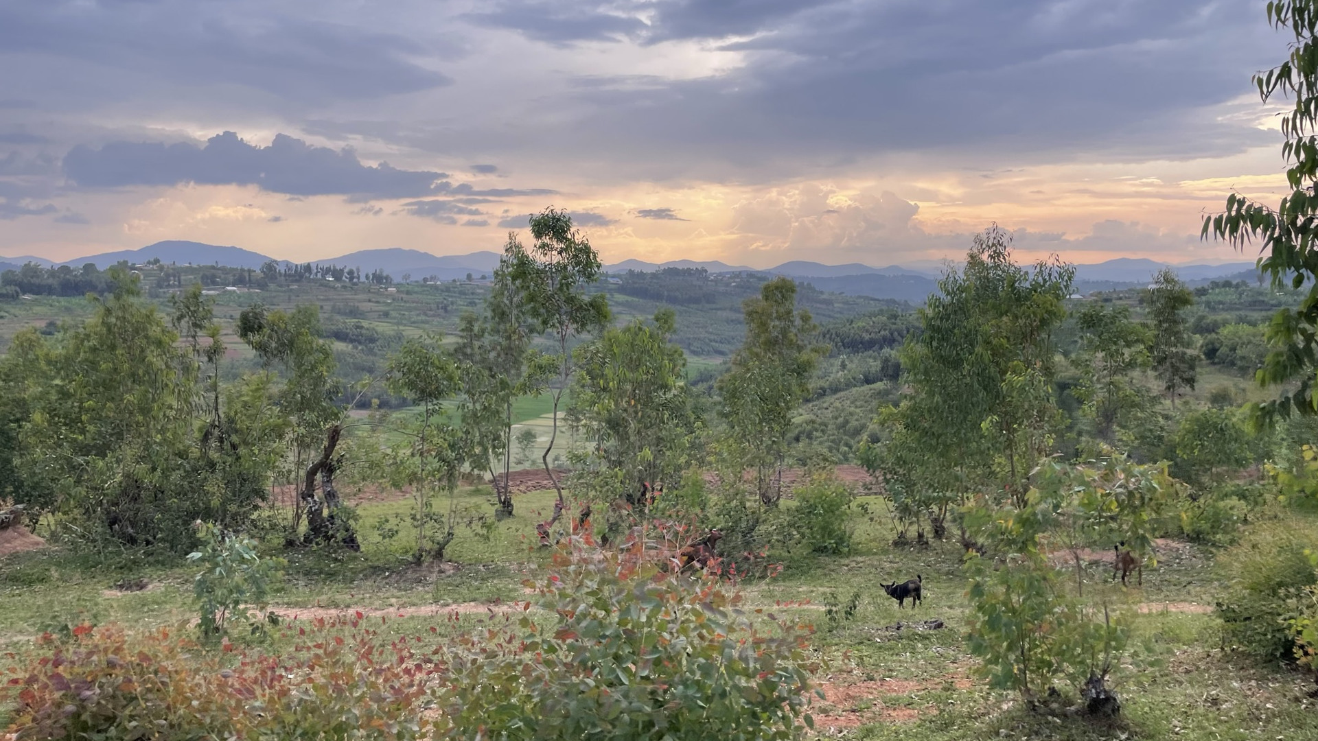 Ett landskap med låga träd, kullar i bakgrunden och en svart get mitt i bilden.
