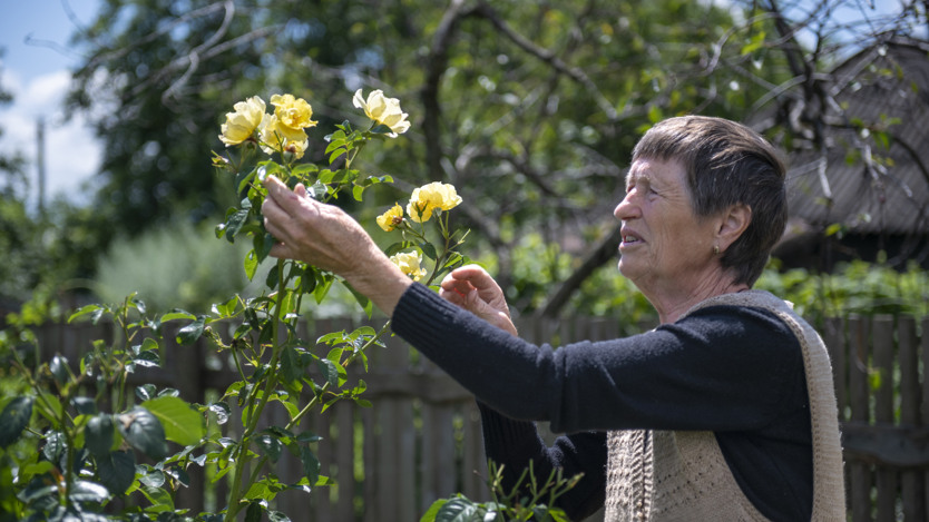 En kvinna tittar och håller i gula rosor som växter på en buske.