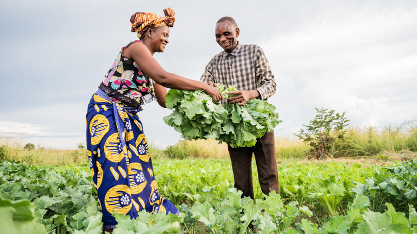 En man och en kvinna skördar från ett fält.