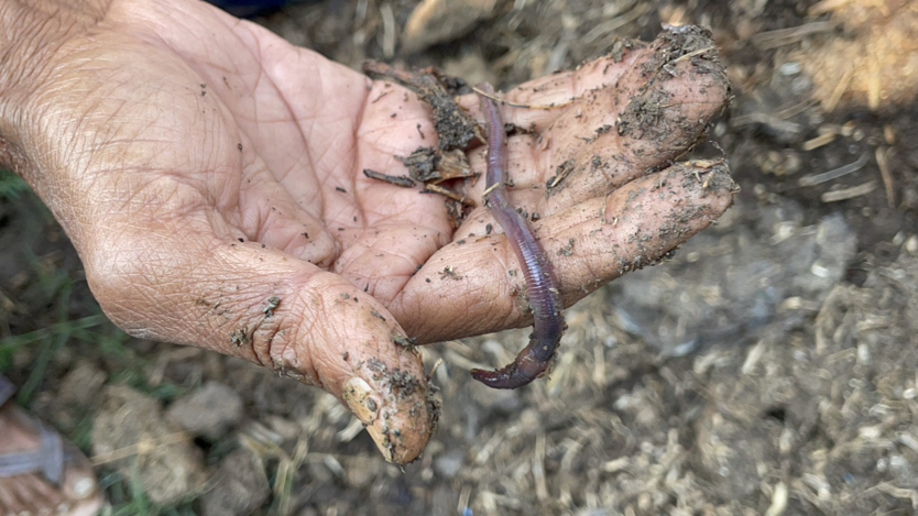 En jordig hand håller i en daggmask.