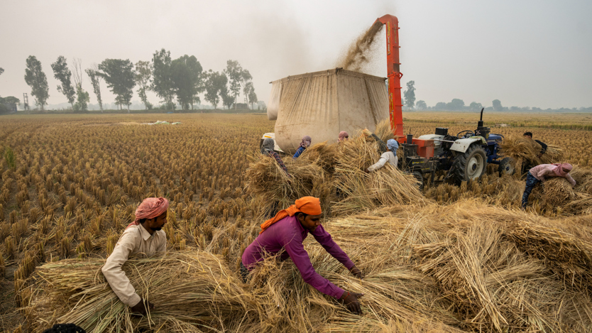 Människor arbetar med att skörda på ett fält.