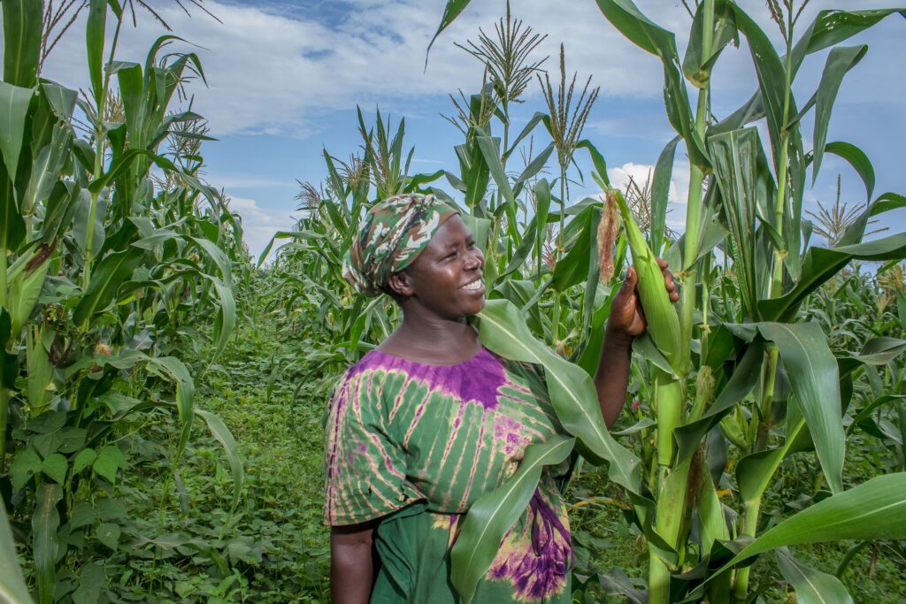 Jordbrukaren Hellen Akello sår i ett majsfält i Uganda
