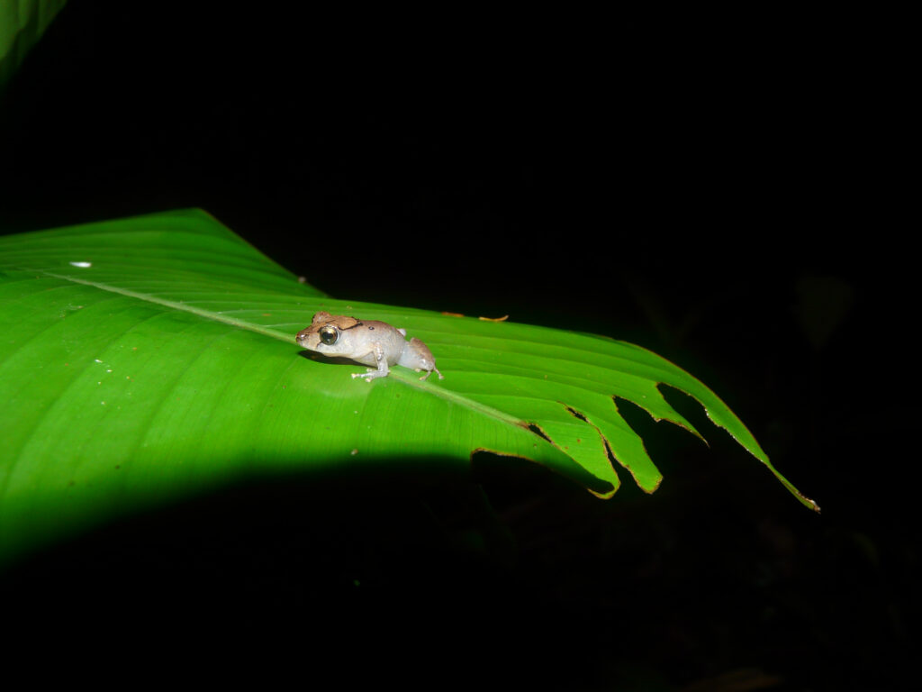 En liten groda sitter på ett grönt blad i Amazonas.