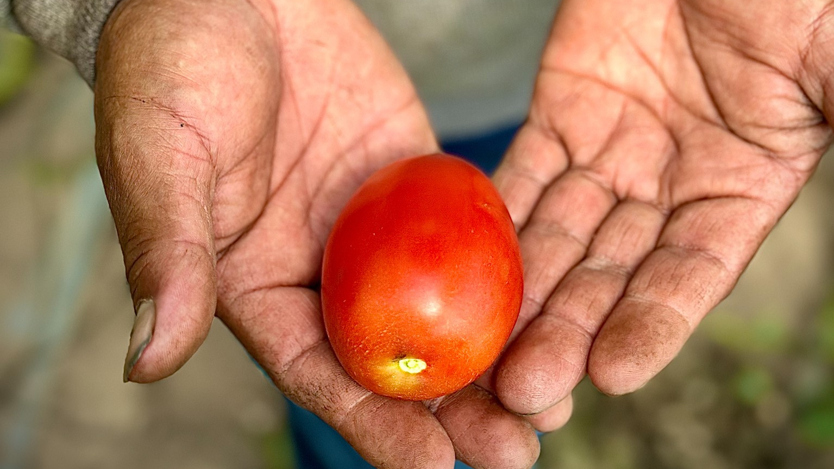 En person som håller en tomat i sina händer.