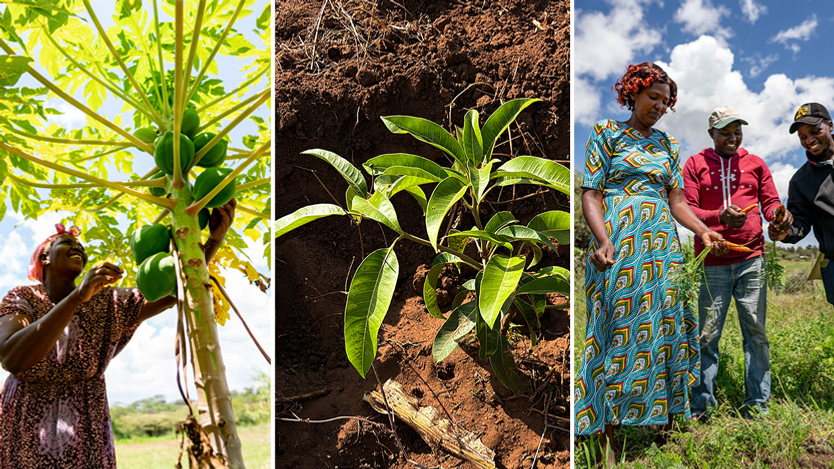 Bild till vänster: kvinna plockar papaya. Bild i mitten: avokadoplanta. Bild till höger: morotsodling.